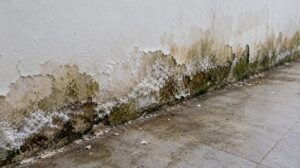 Chân tường muối hoá, rêu mốc sau ngập cần sửa chữa sơn lại